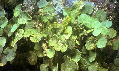 ALGE MEDITERANEENE